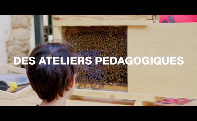 Le monde secret des abeilles !