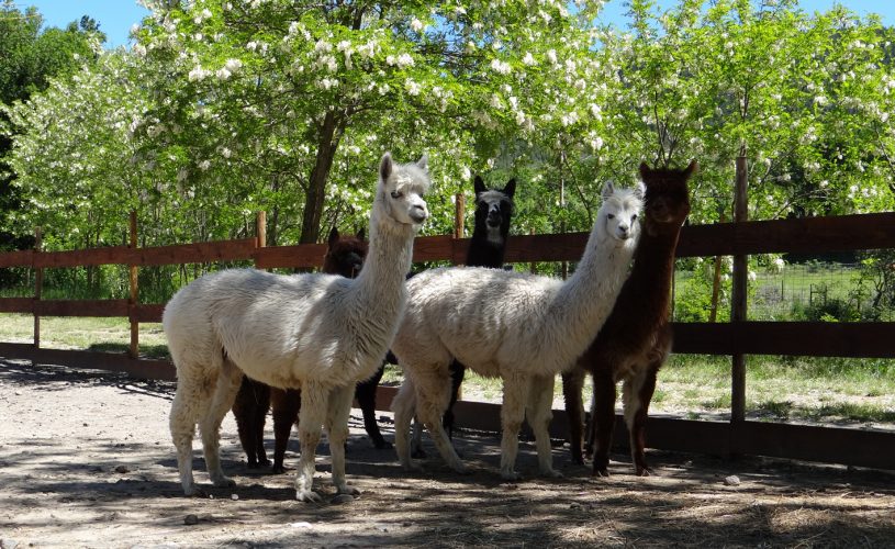 Parc animalier à Lussas