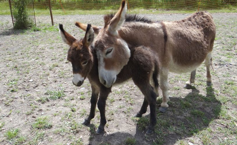 Parc animalier à Lussas