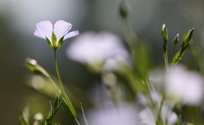 photo de lin du jardin par Simon Bugnon